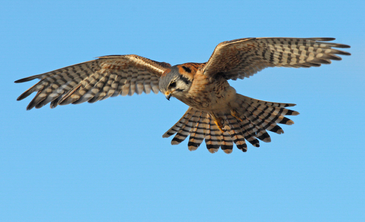 American Kestrel in flight, with blue sky in the background. Photo: Will Sooter.