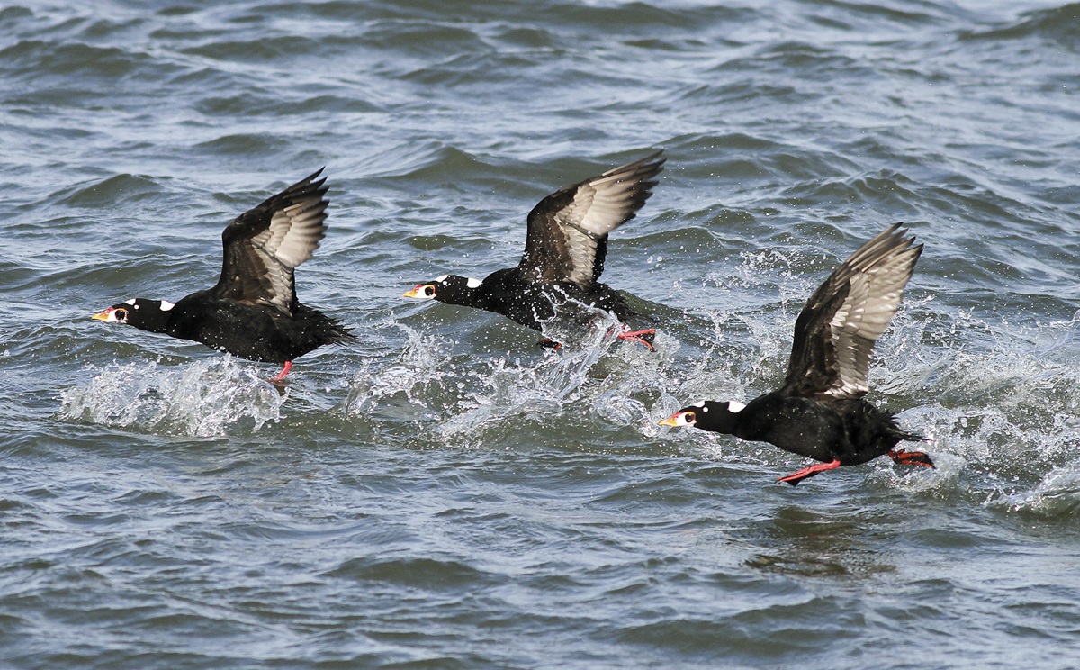 Surf Scoters flyer over water.