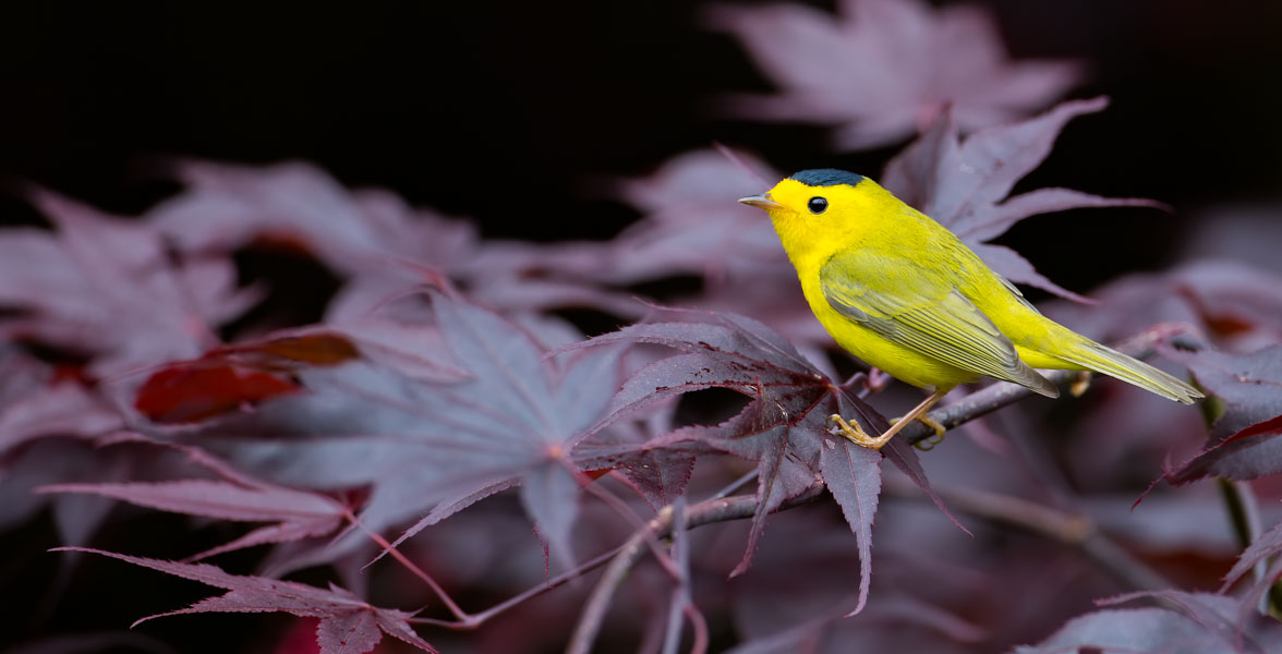 A vibrant yellow bird with a black crown perches on a branch with maroon leaves.