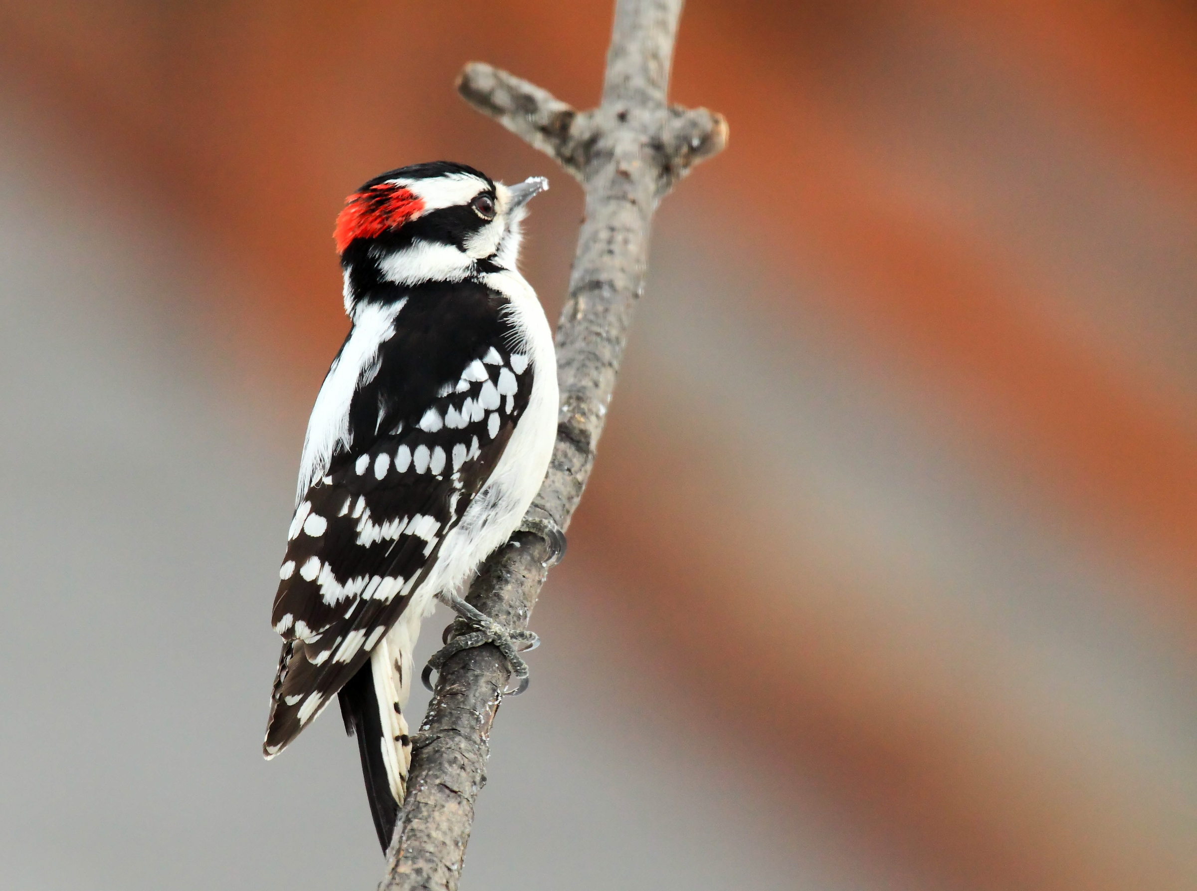 Downy Woodpecker on a branch.