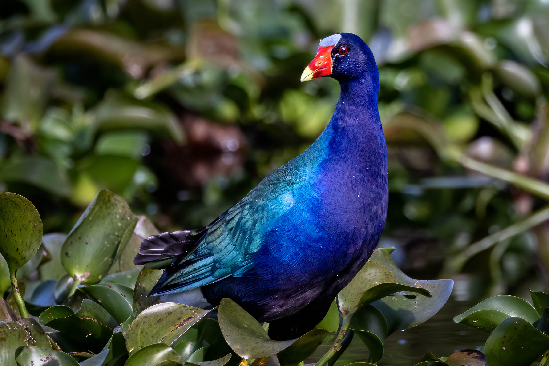A shiny blue bird perched in greenery.