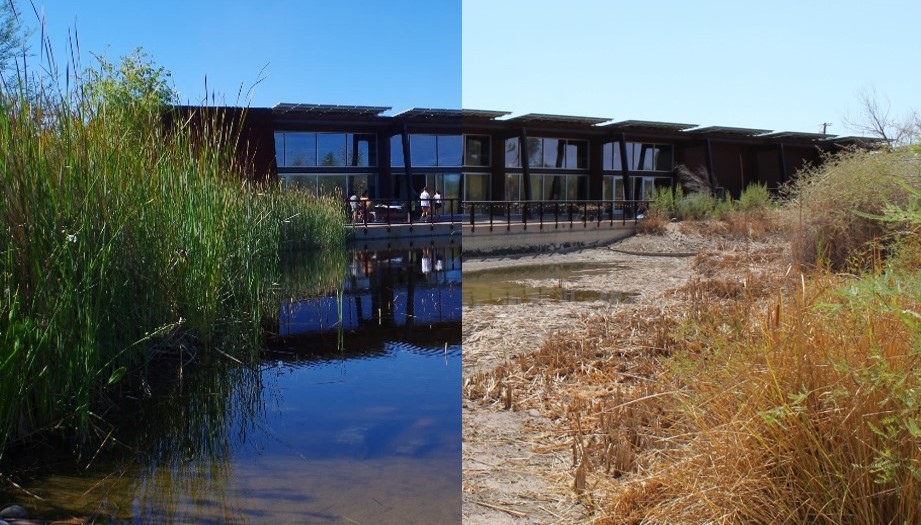 A panorama of the Rio Salado Audubon Center and its pond, with one side full of water and the other side drained.