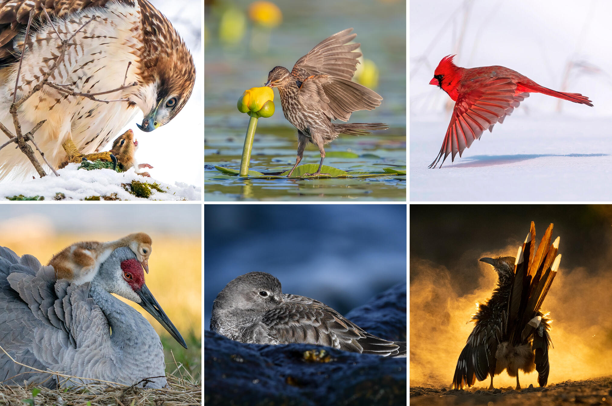 2021 Audubon Photography Award Winners 