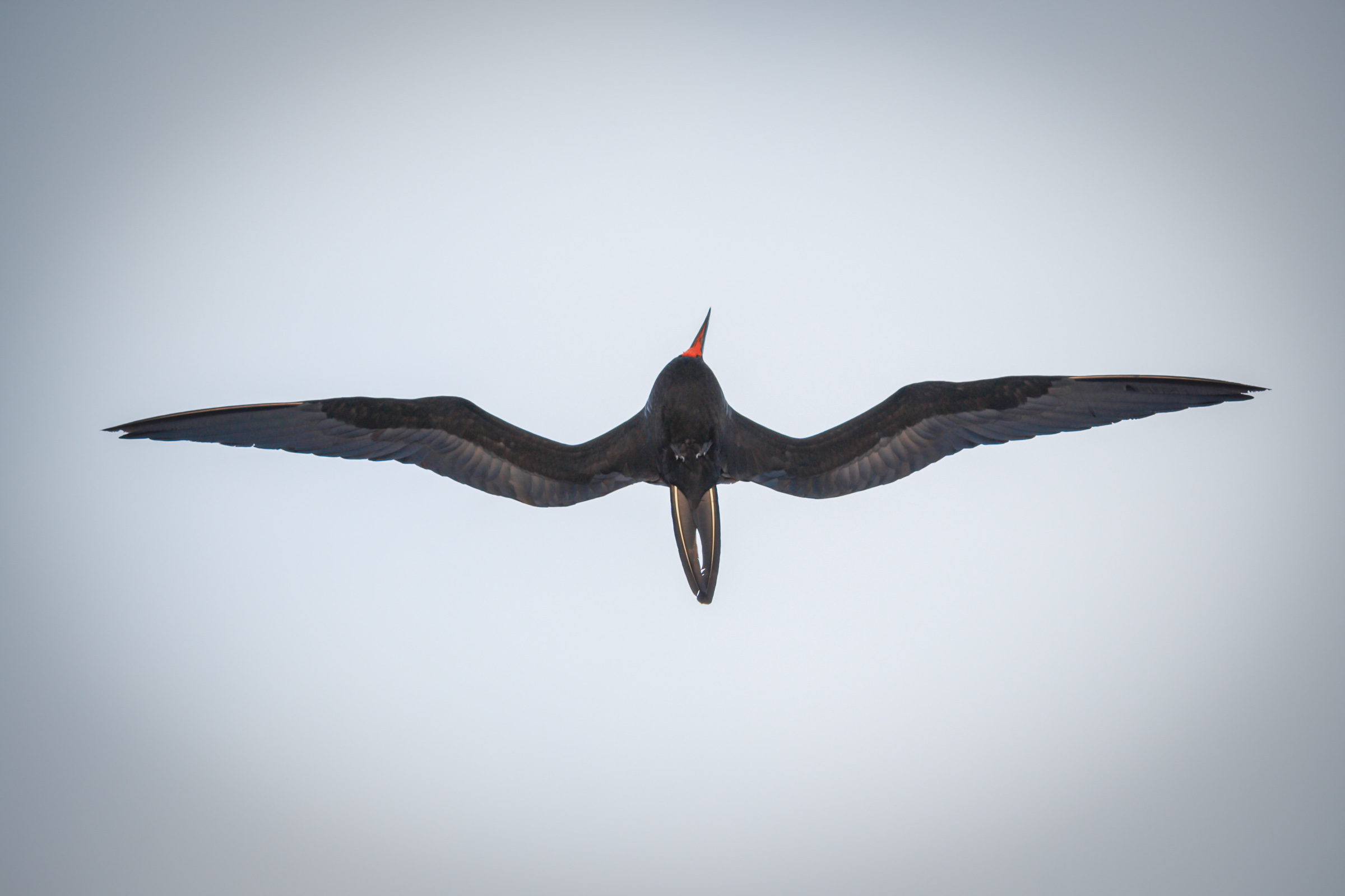 Magnificent Frigatebird in flight.