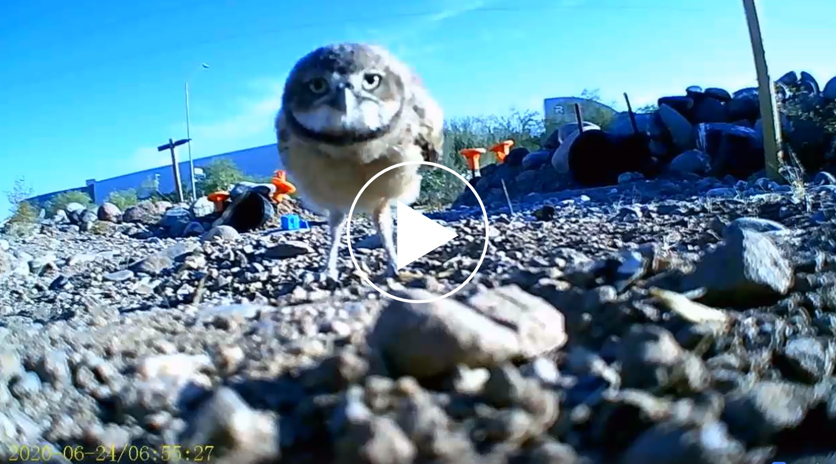 A trail camera still of a juvenile Burrowing Owl standing along a desert trail and staring at the lens.