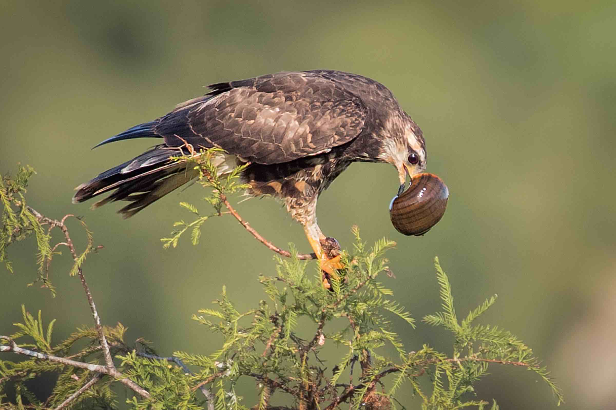 Everglade Snail Kite nesting on Lake Okeechobee is directly impacted by water levels 