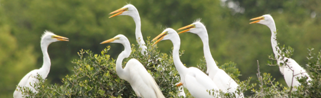 Great Egret