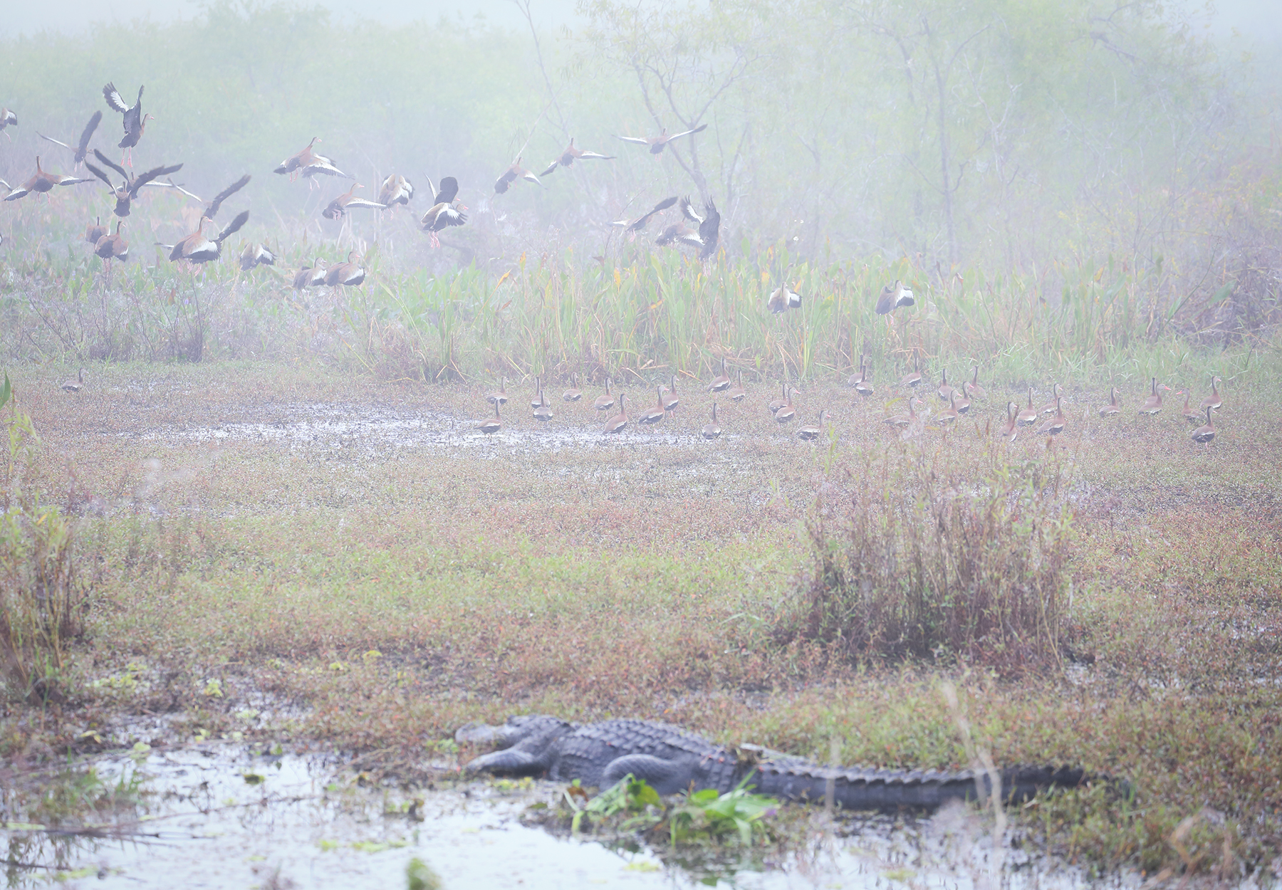 Ducks and an alligator on a foggy morning. 
