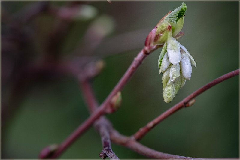 Osoberry photo by M.E. Sanseverino