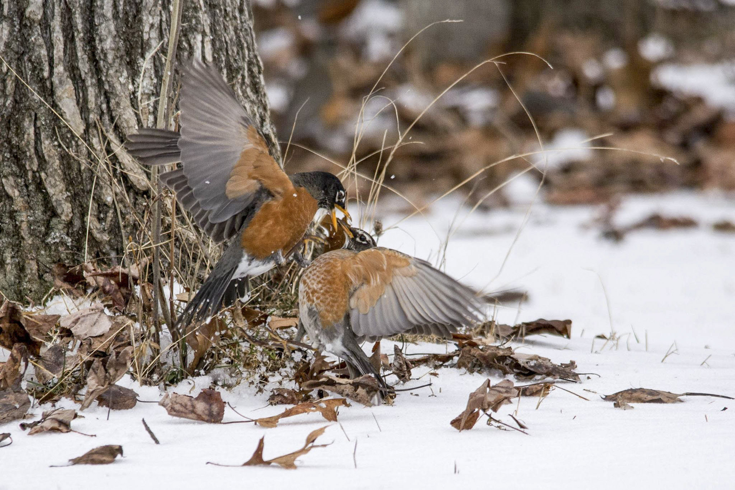 American Robin. Mike Gindling / Great Backyard Bird Count