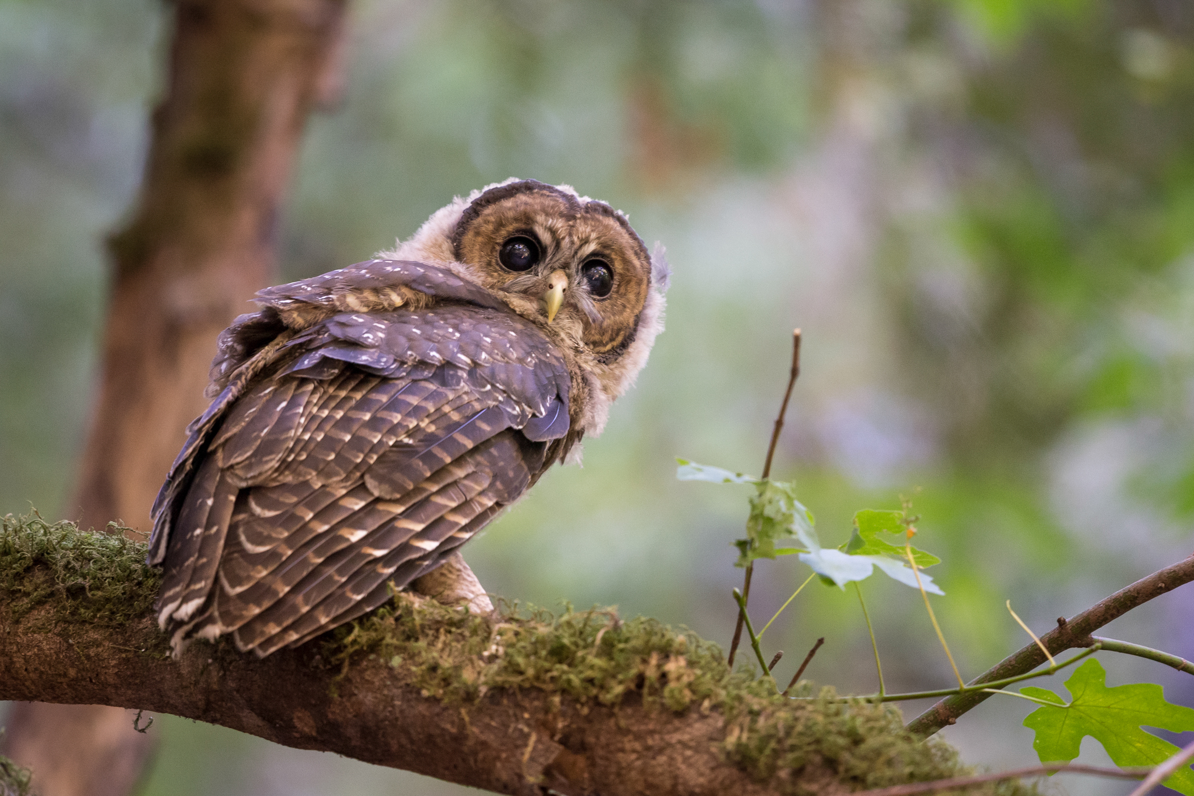 Spotted Owl looking back over shoulder