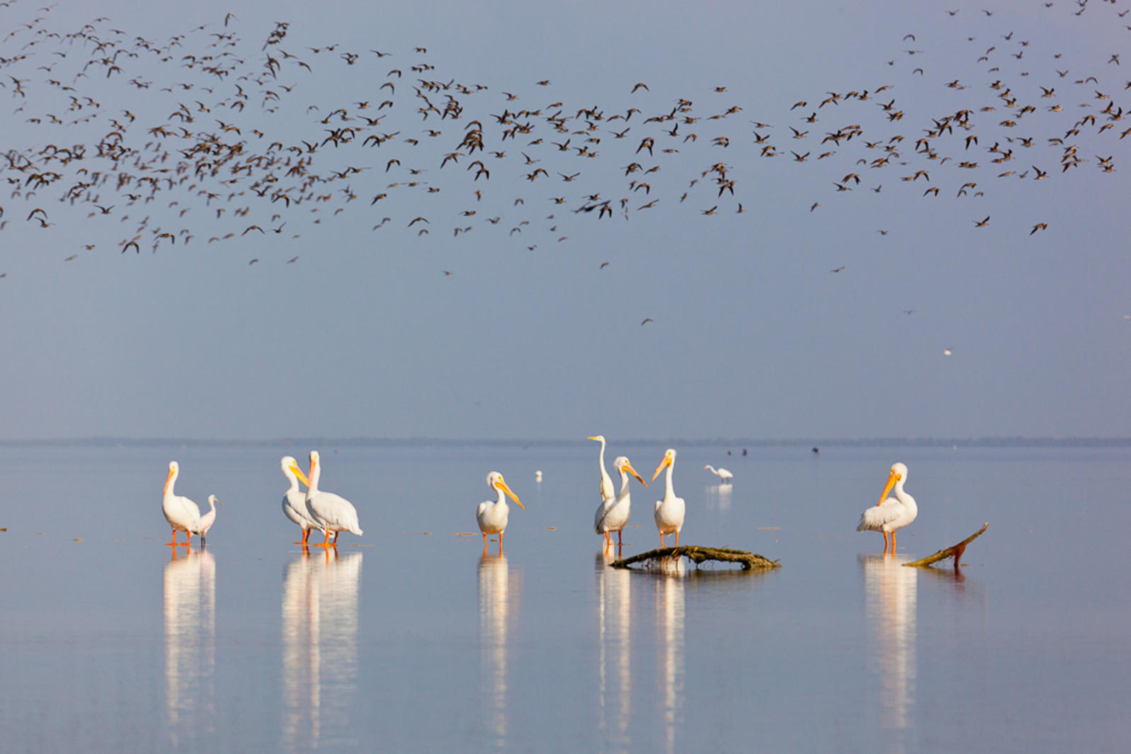 Birds in the Everglades. Photo by Mac Stone.