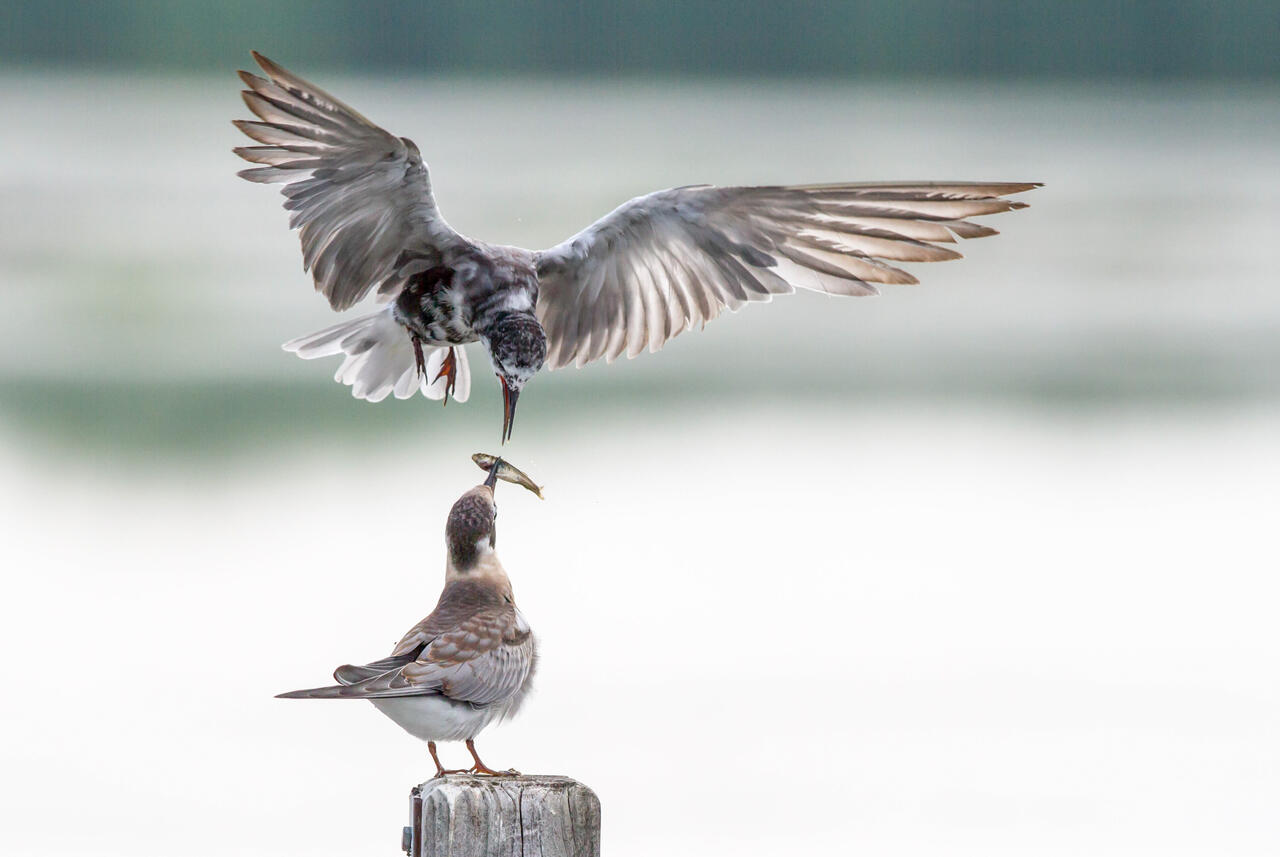 Black Terns. Photo: Debra Potts/Audubon Photography Awards