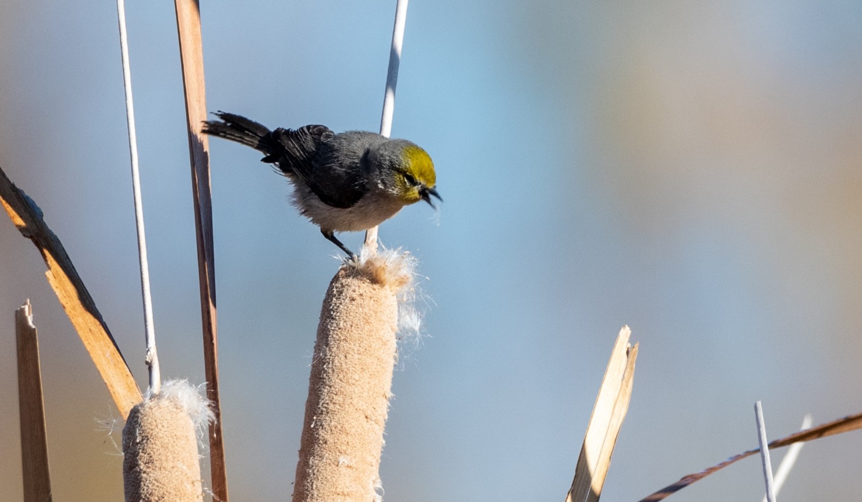 A Verdin, a tiny gray bird with a yellow head, perches on a puffy cattail flower that is starting to burst.