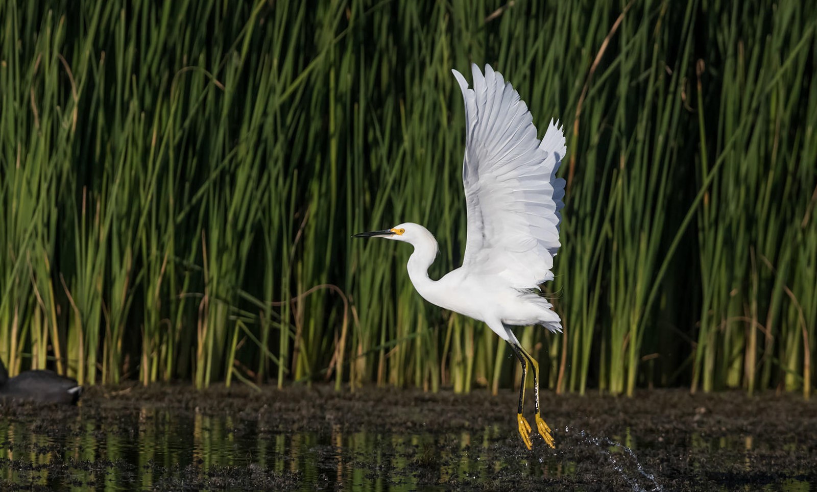 A Snowy Egret flies up from the cattails at the Cienega de Santa Clara.