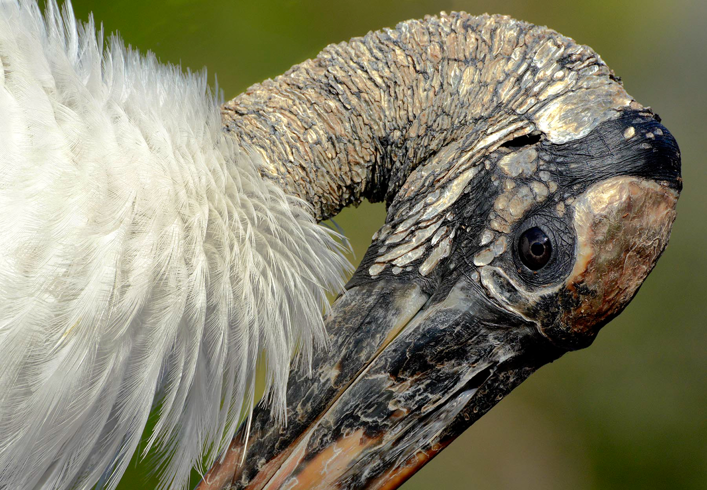 Wood Stork tucking its head onto its chest. Photo: Karen Mason/Audubon Photography Awards.