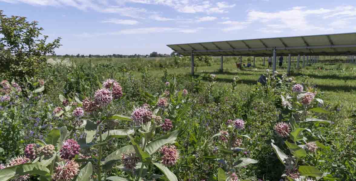 Milkweed bloom in front of solar panels.