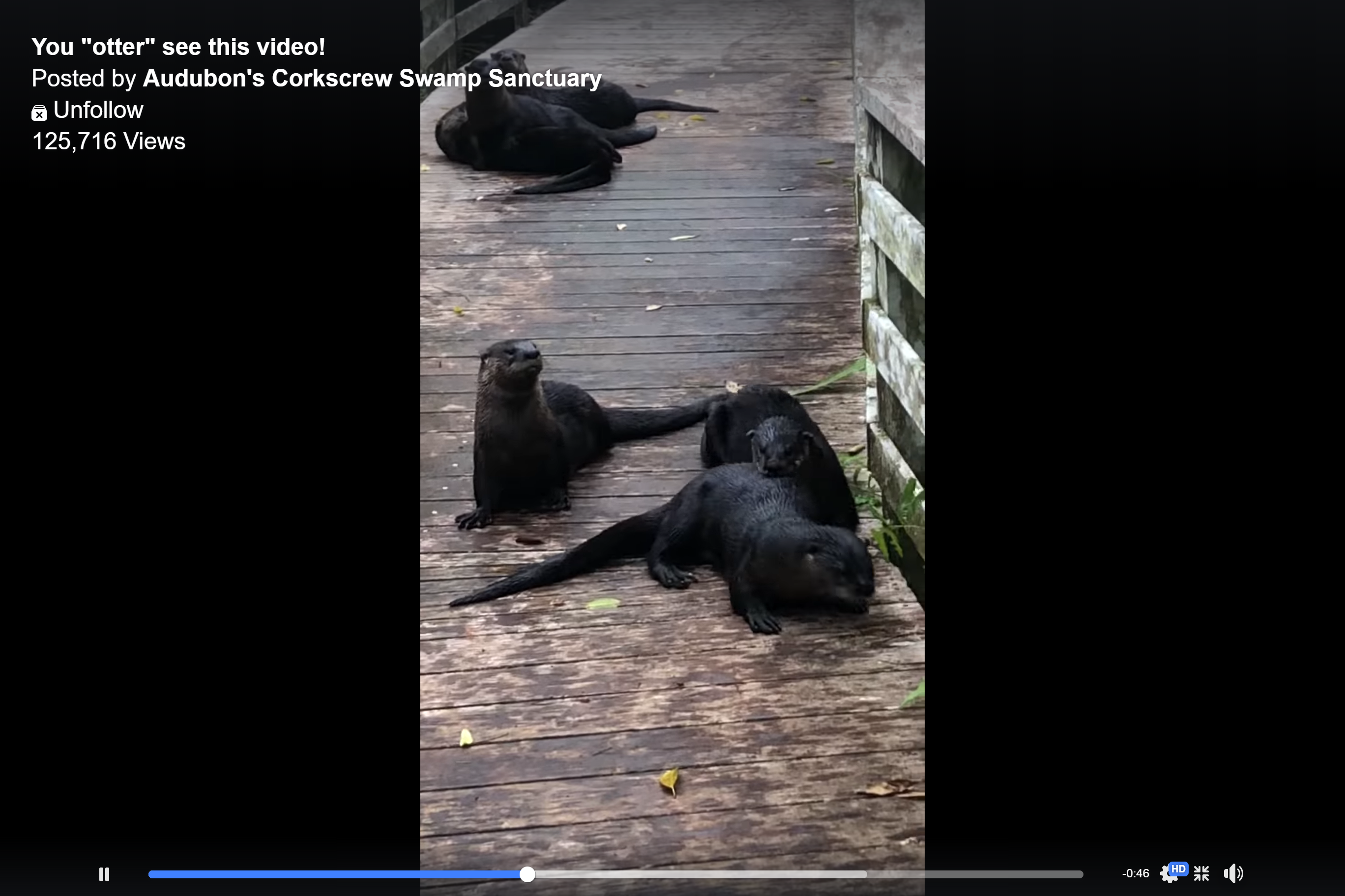 Screen shot showing otters in Facebook video