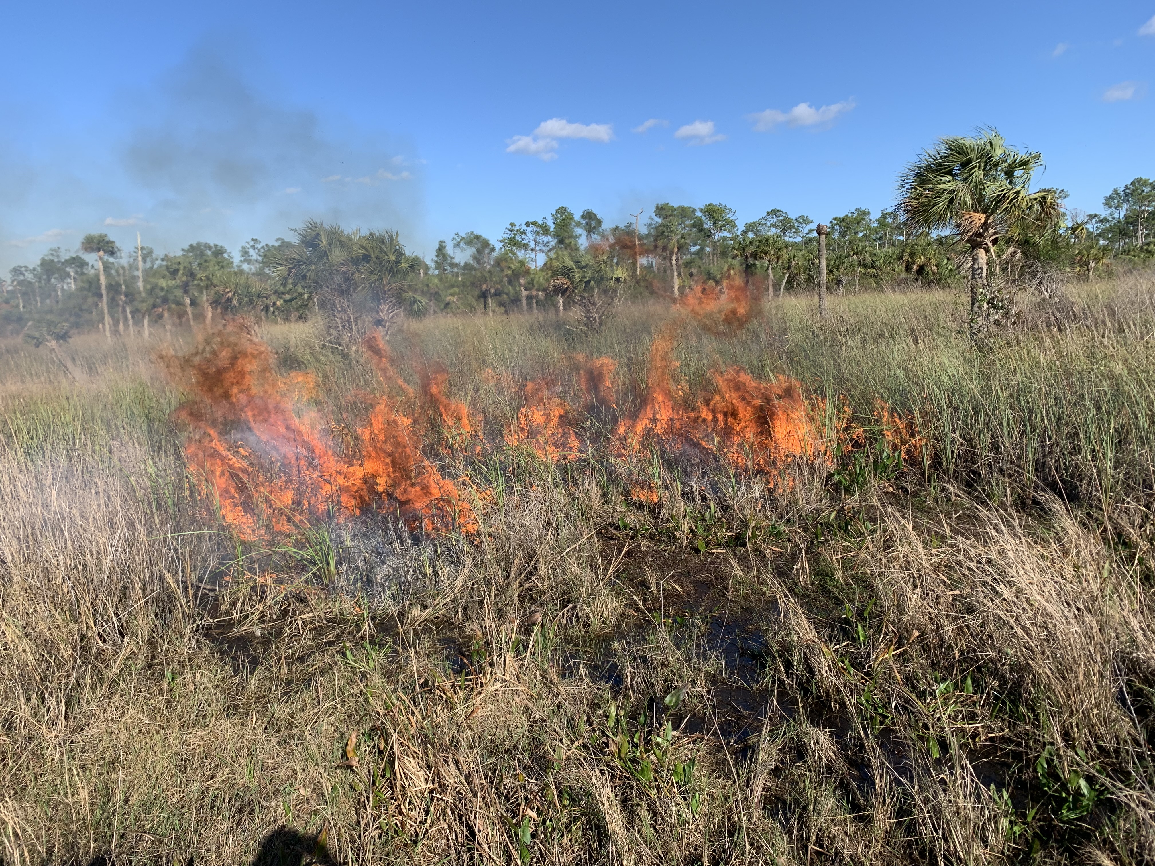View of fire in marsh habitat. 