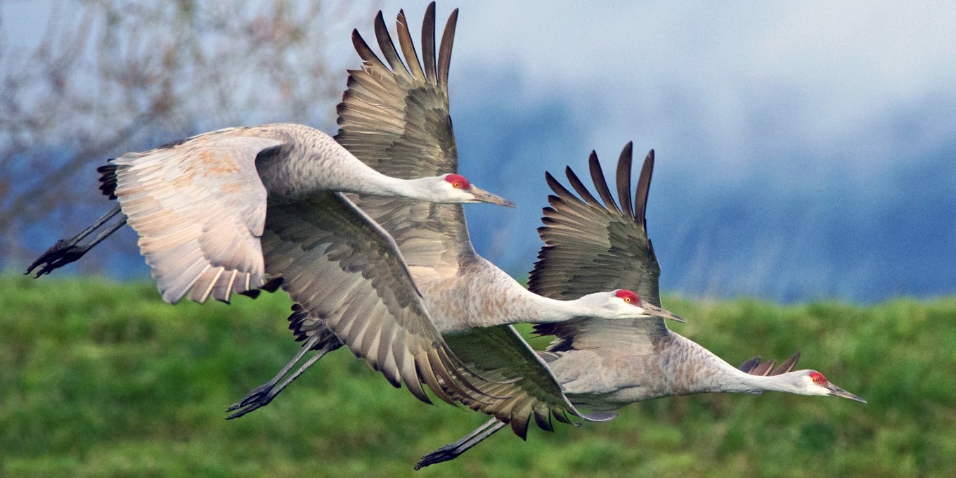 Three Sandhill Cranes are flying with a beautiful lush mountainous landscape in the background.