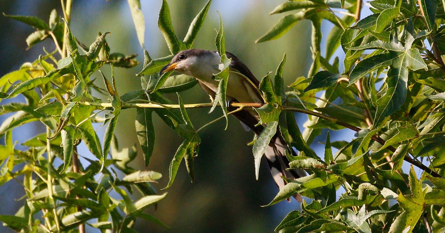 A Yellow-billed Cuckoo perches on a branch.