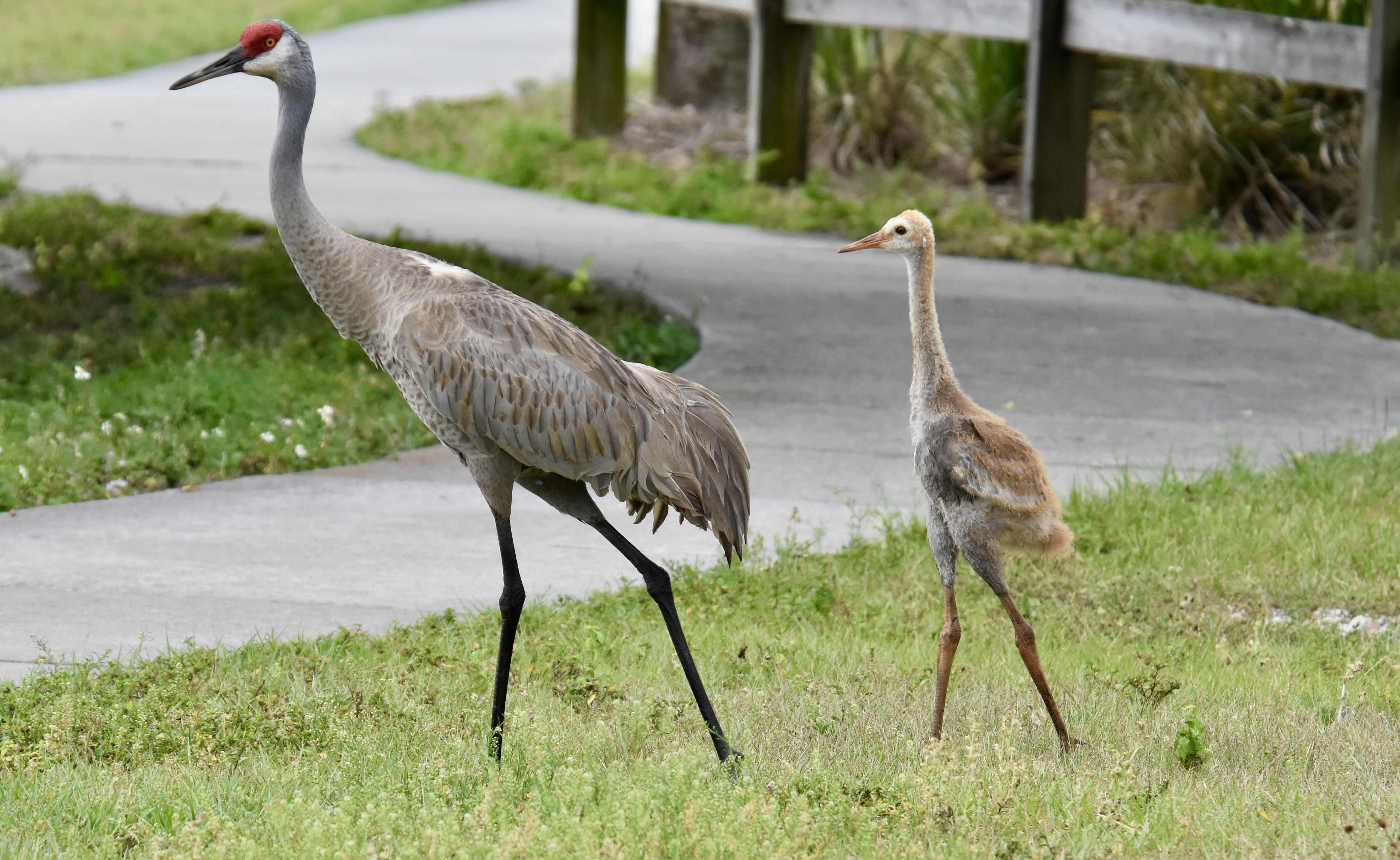 Sandhill cranes near a walking path.