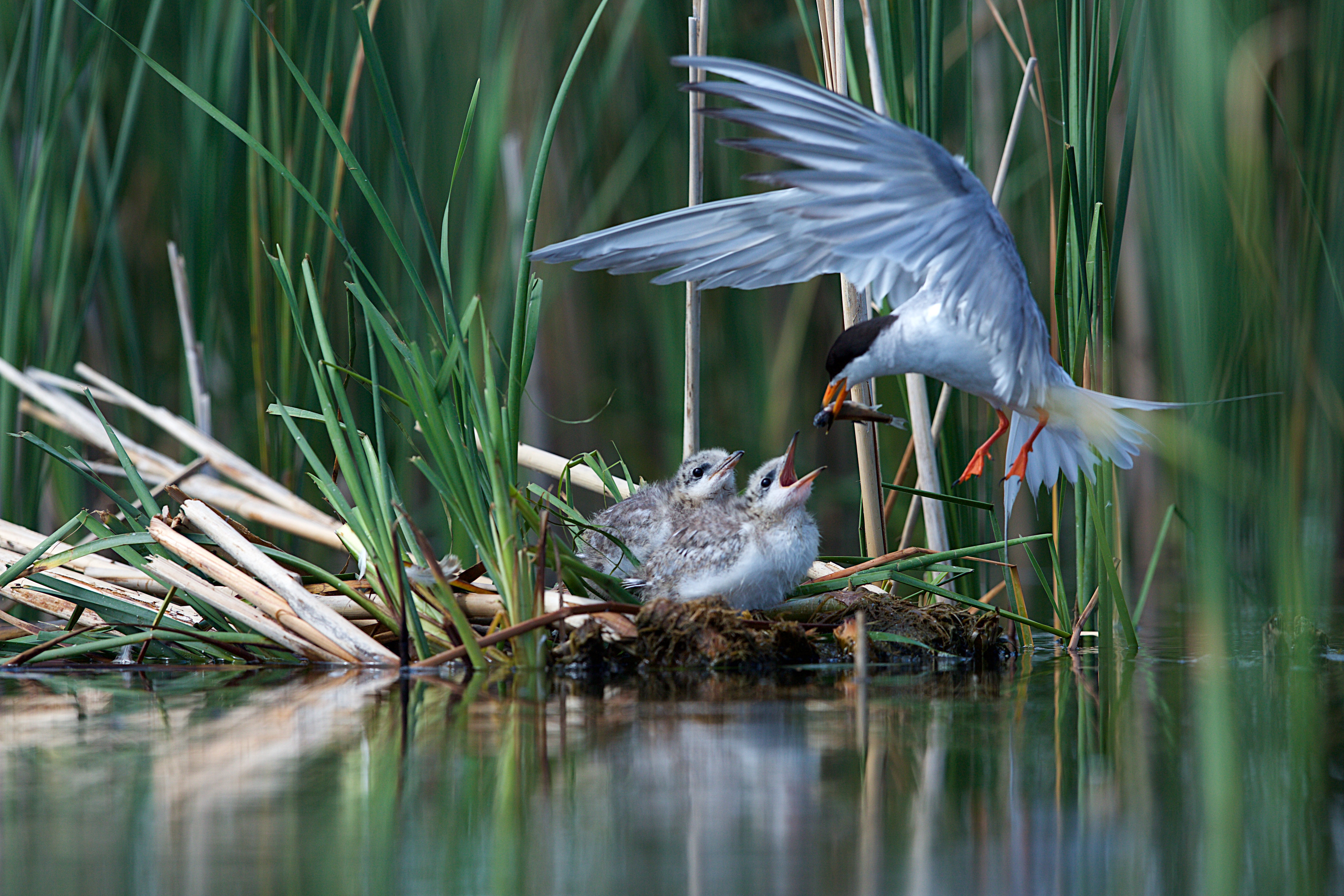 A Forster's Tern returning to its nestlings with food.