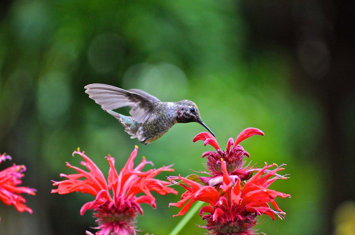 An Anna's Hummingbird drinks nectar from a red flower. 