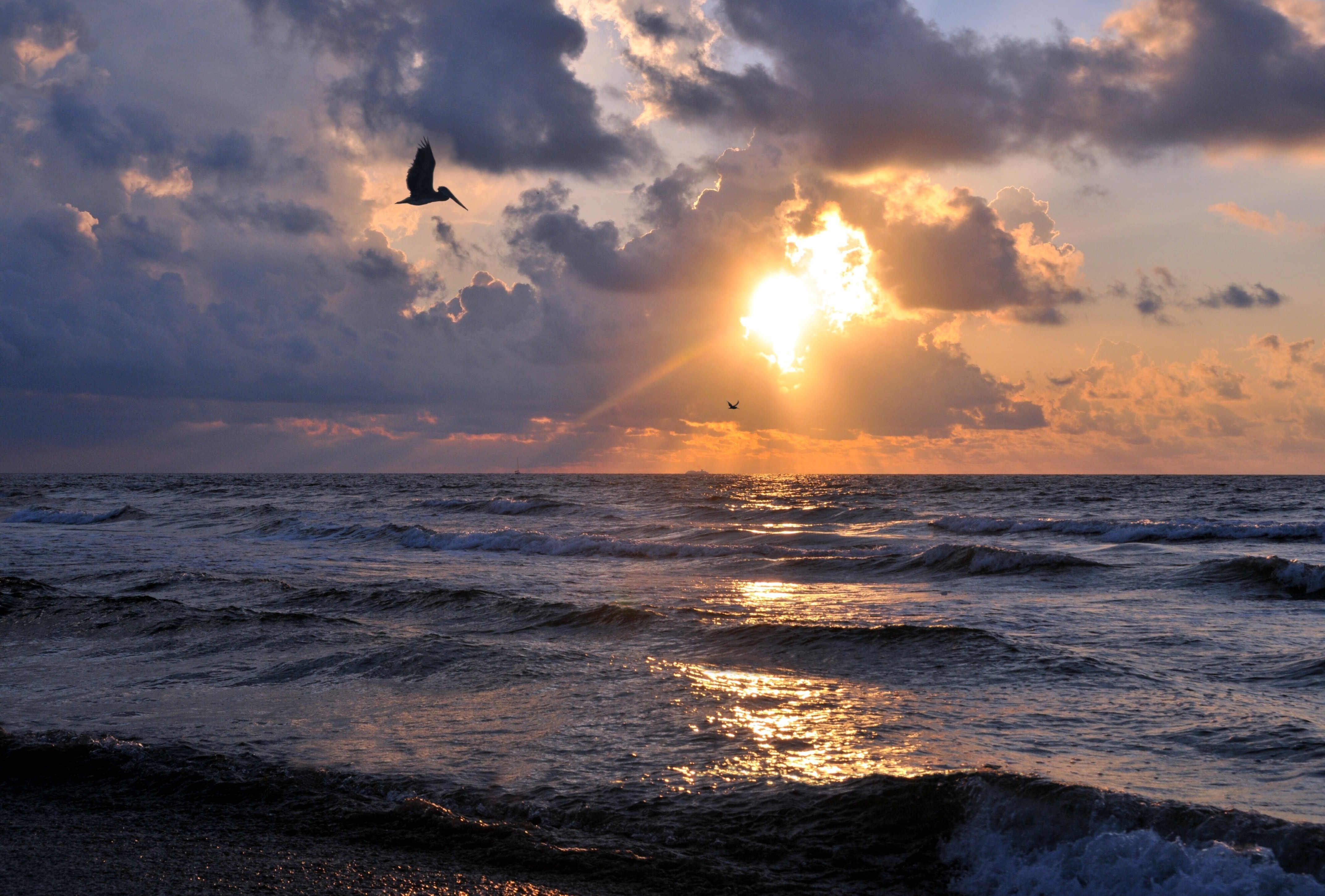 Brown Pelican soaring over the ocean with the sun and clouds in the background.