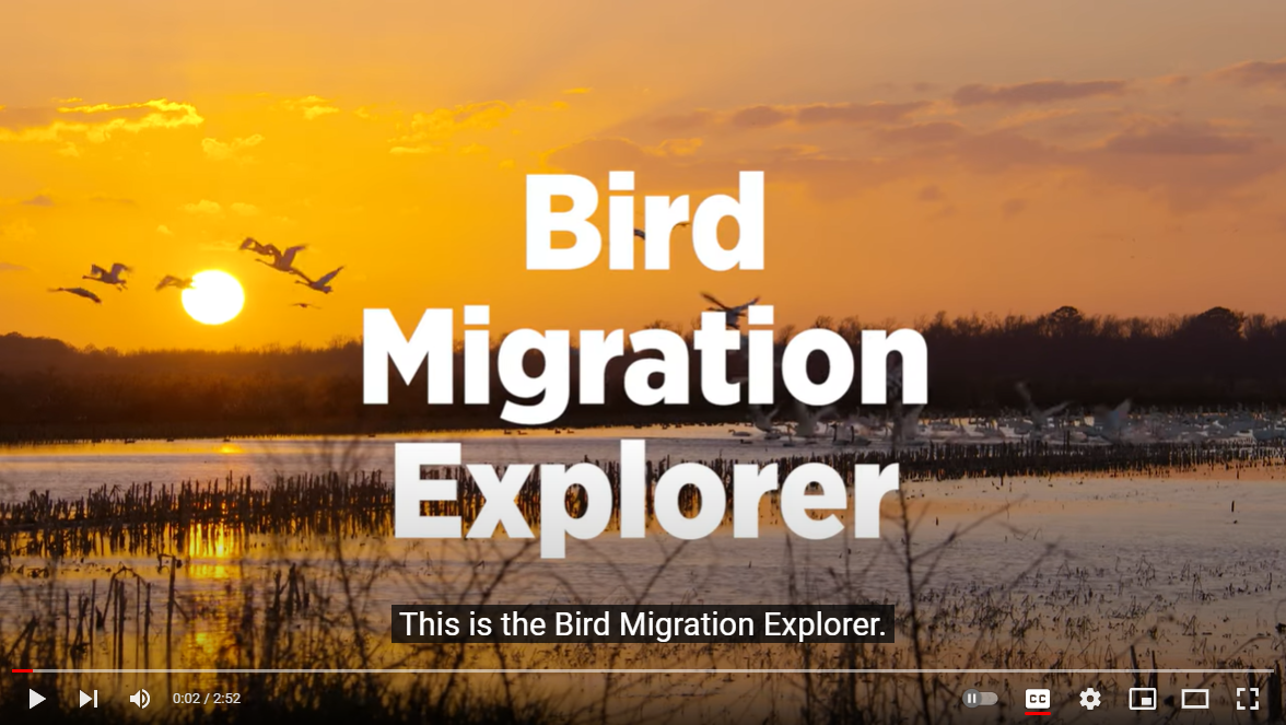 VIDEO: Bird Migration Explorer