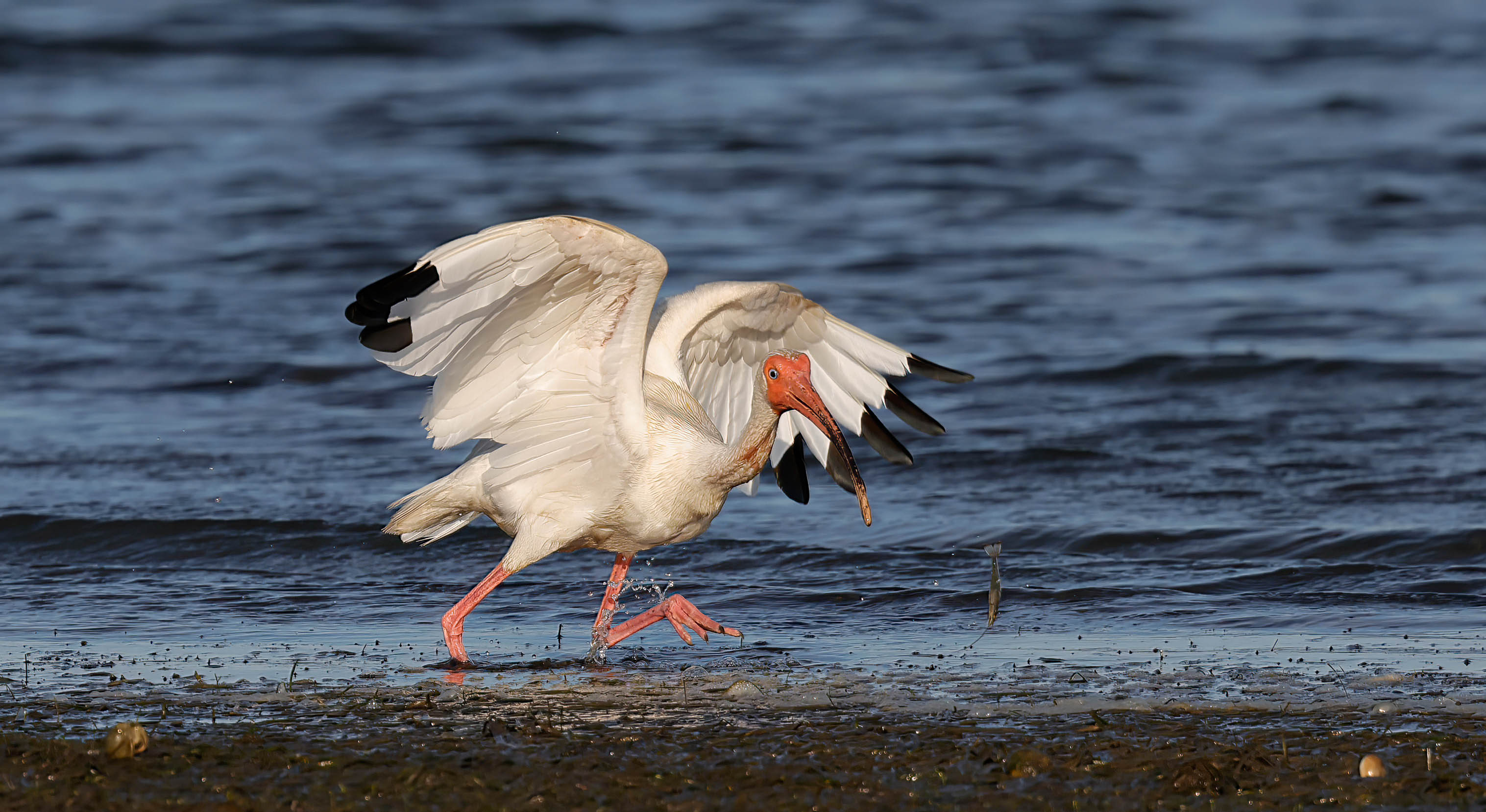 Photo of a white bird with wings outspread on a beach.