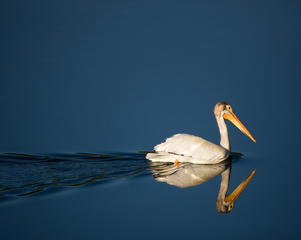 American White Pelican swimming across calm water. Photo: Jim Chagares/Audubon Photography Awards.