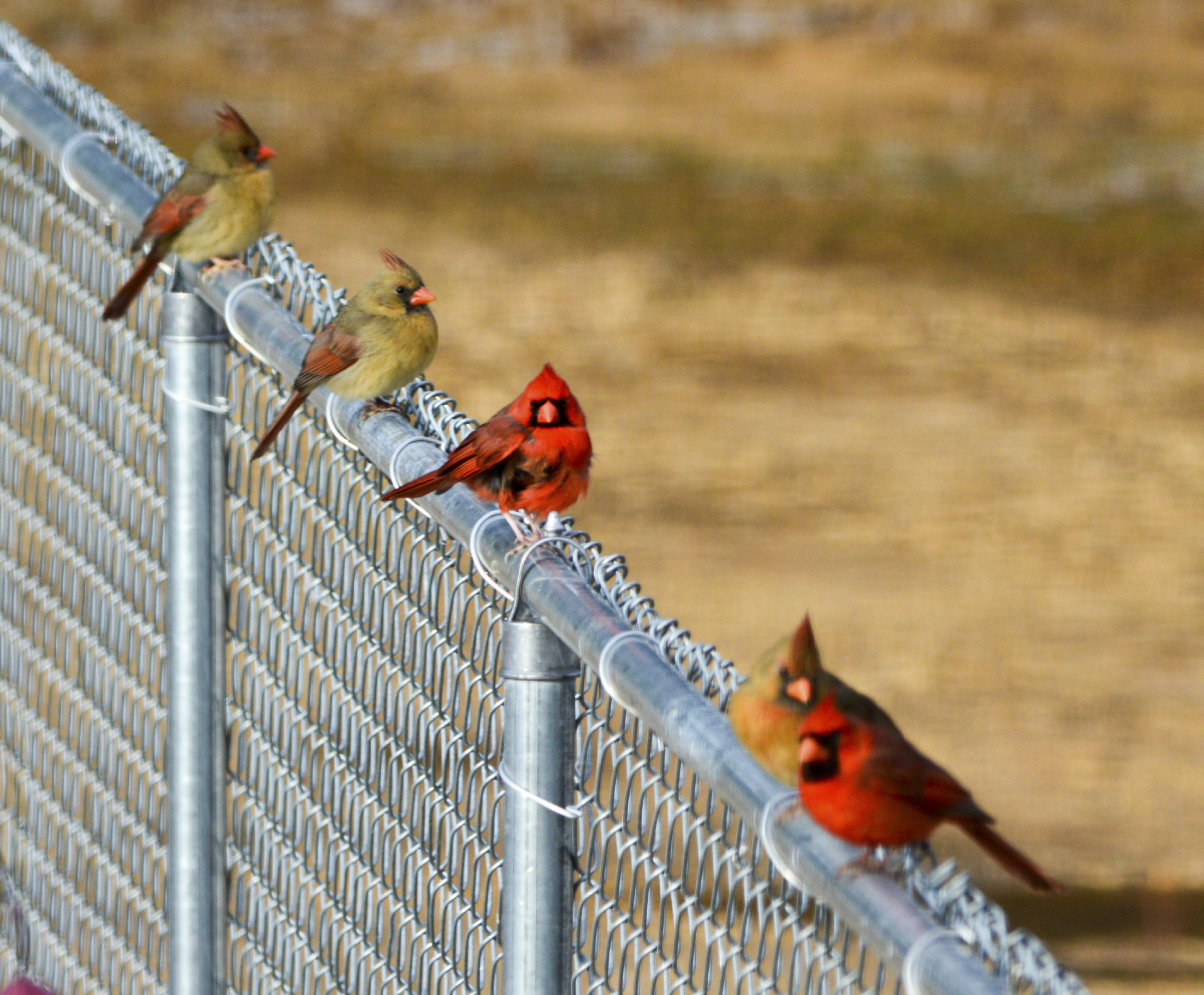 Four Northern Cardinal sitting on a chain link fence.