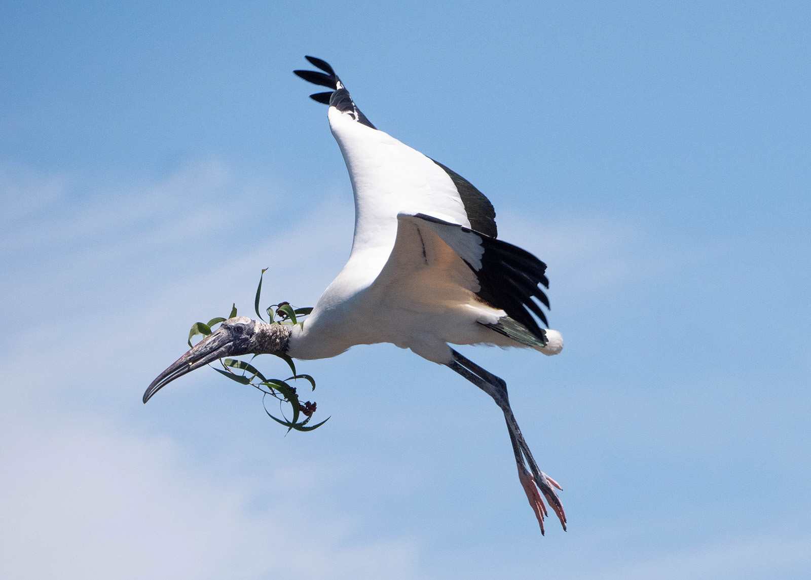 Wood Stork in flight, with a branch in its bill. Photo: Cheryl Black.