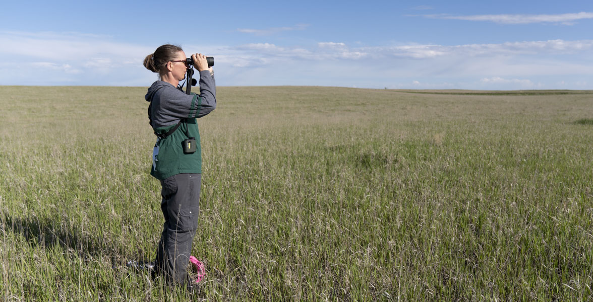 A person looks through binoculars in the shortgrass prairie. 
