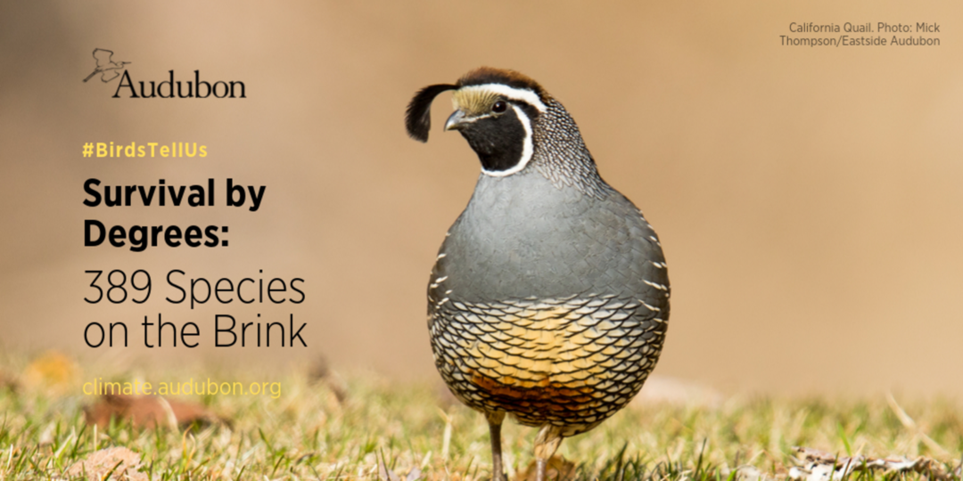 California Quail. 