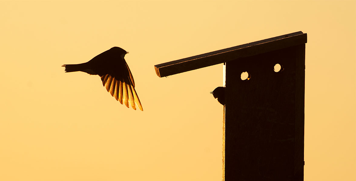 Tree Swallows.