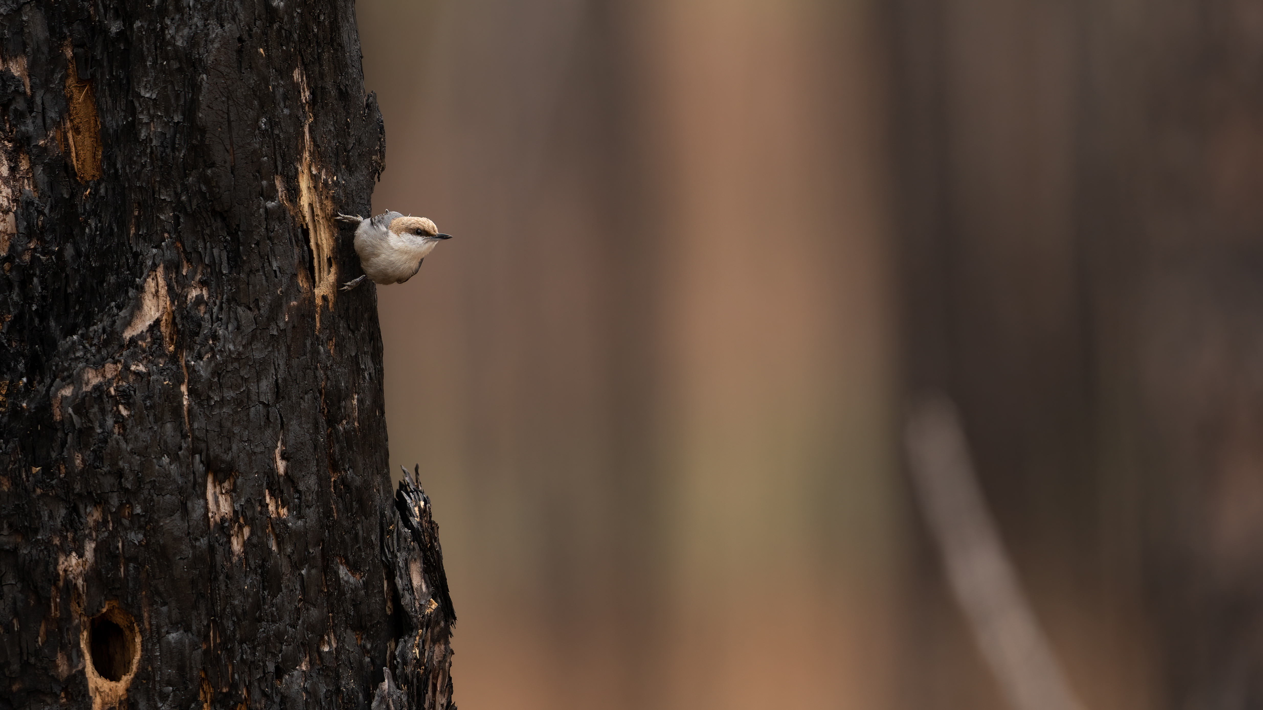 Brown-headed Nuthatch stands on a dark-hued tree trunk.