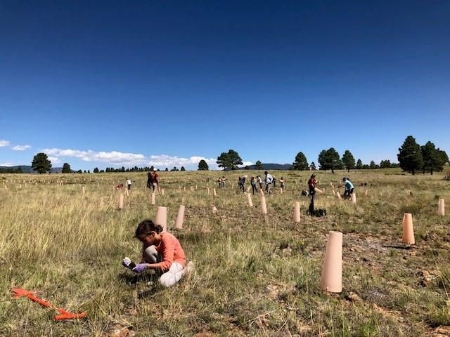 A girl plants a baby tree in a large area of plains.