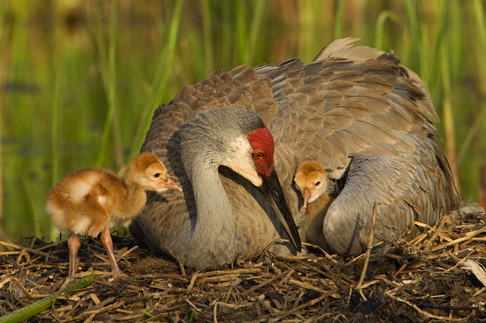 Sandhill Cranes: a species shared between Arizona and the Arctic Refuge. Photo: Larry Lynch