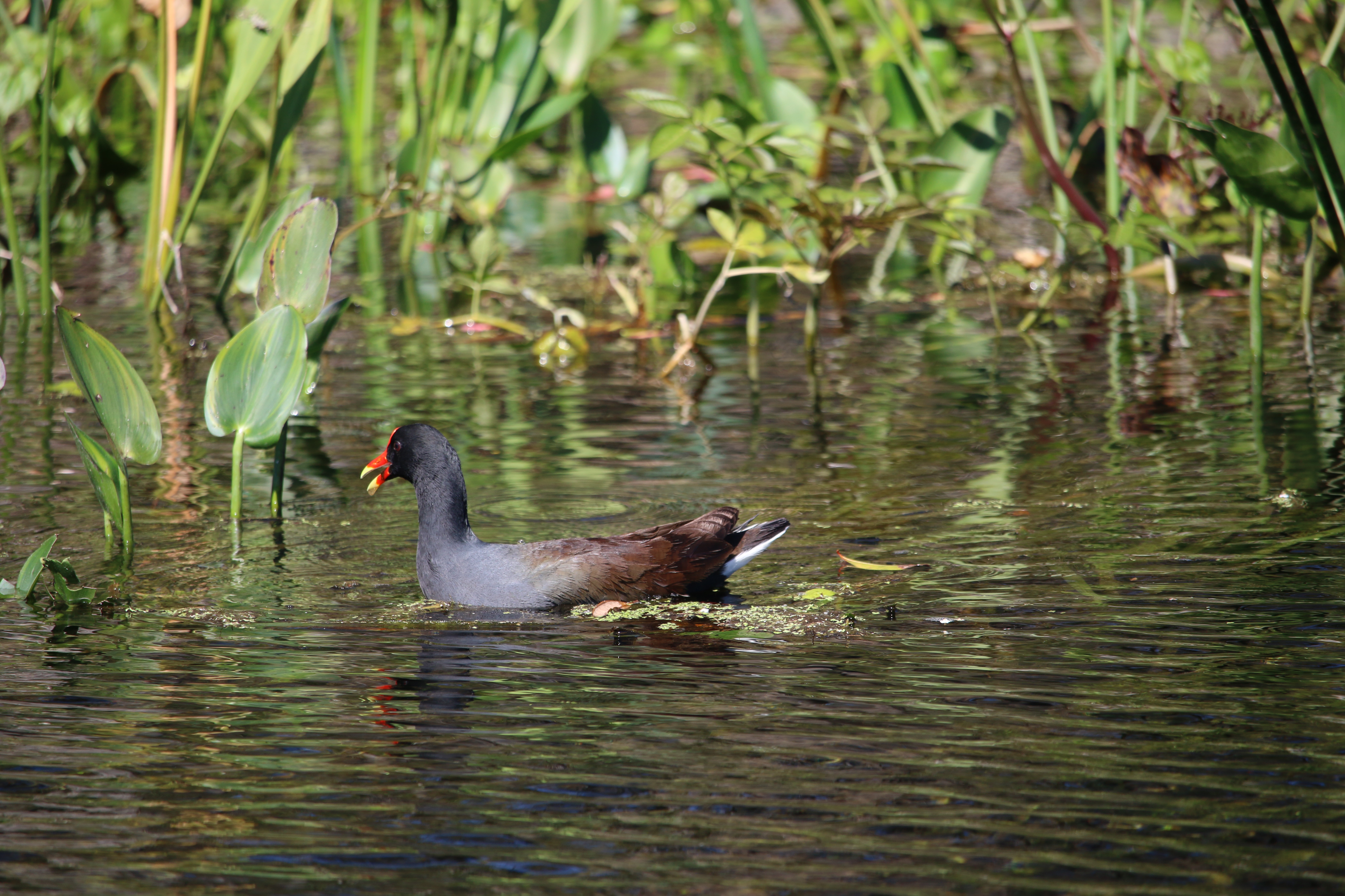 Common Gallinule swimming in the water, with reeds in the background. Photo: Erika Zambello.