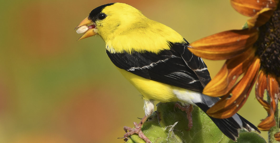 A male American Goldfinch eats a seed while perched on a flower.