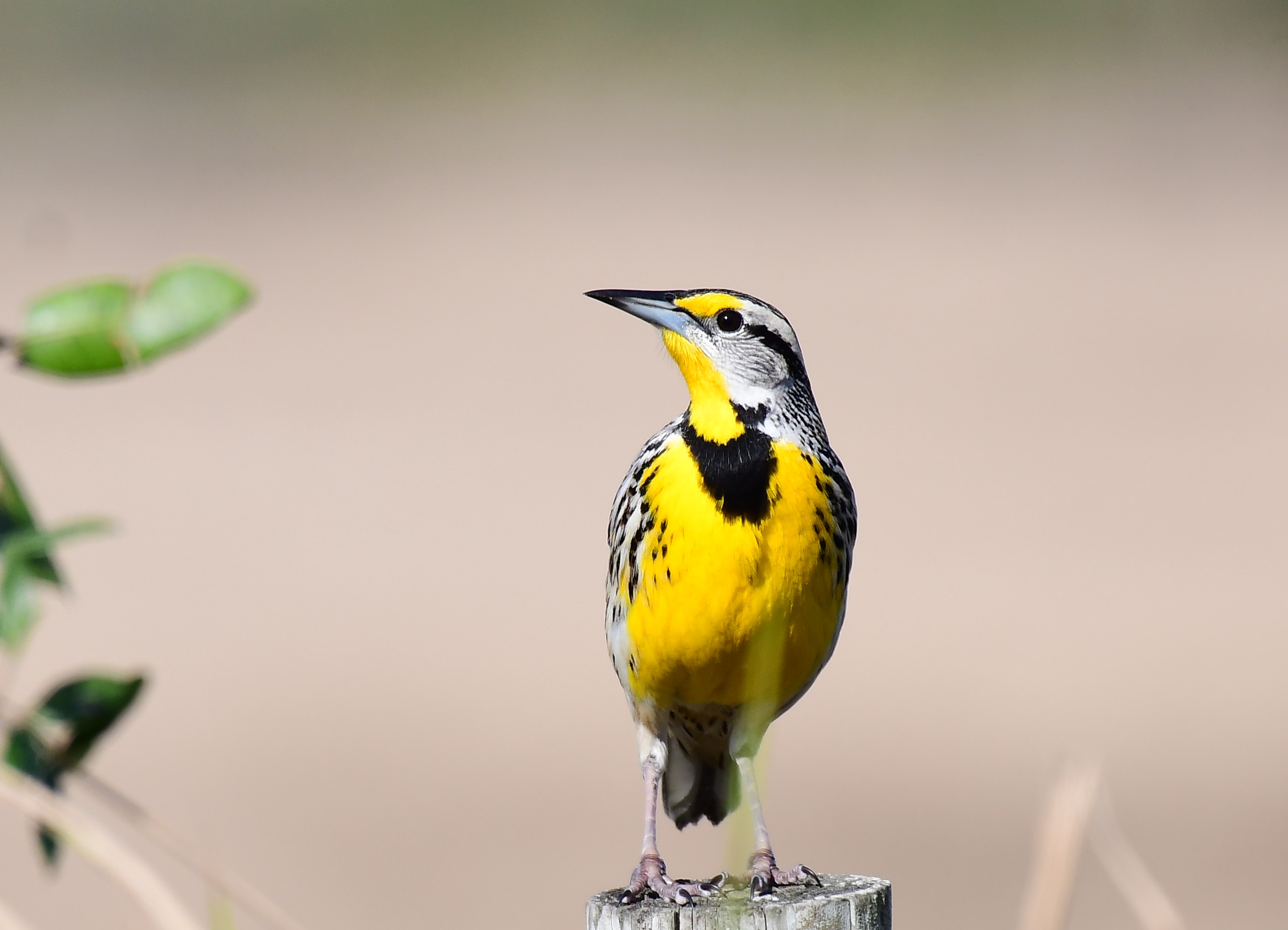 Eastern Meadowlark perched on a wooden post. Photo: John Wolaver.