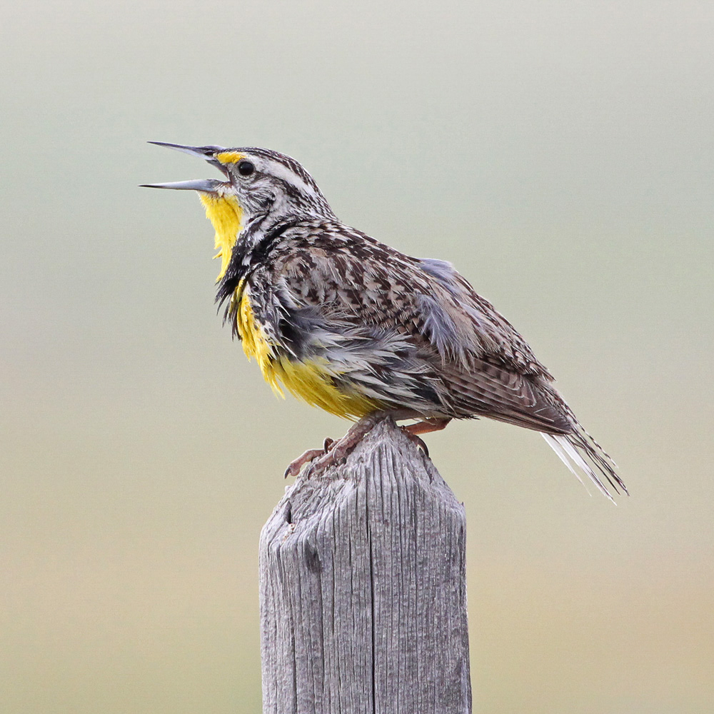 Western Meadowlark. 