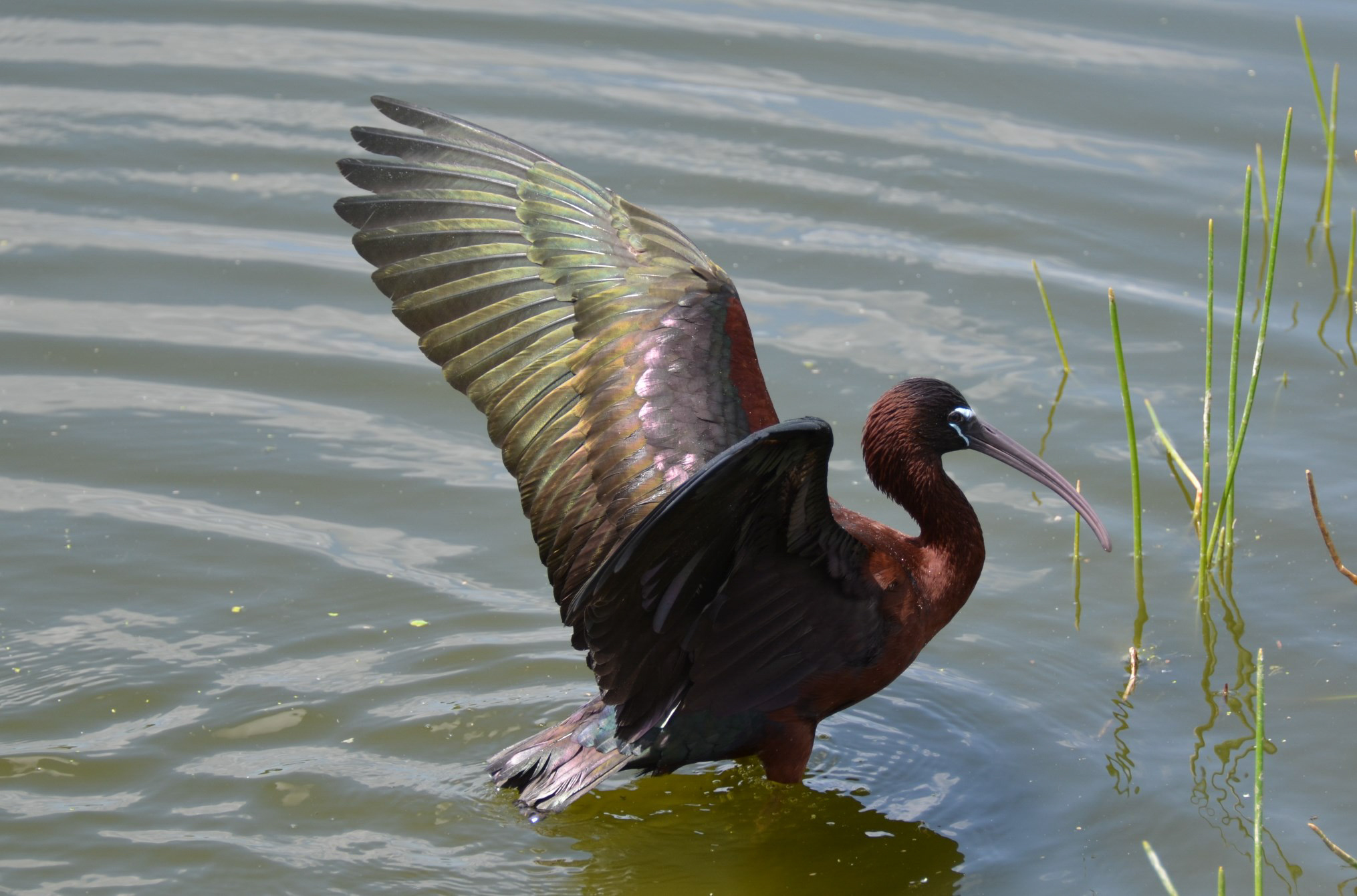 Glossy Ibis. Photo: Charles Dewey/Audubon Photography Awards.