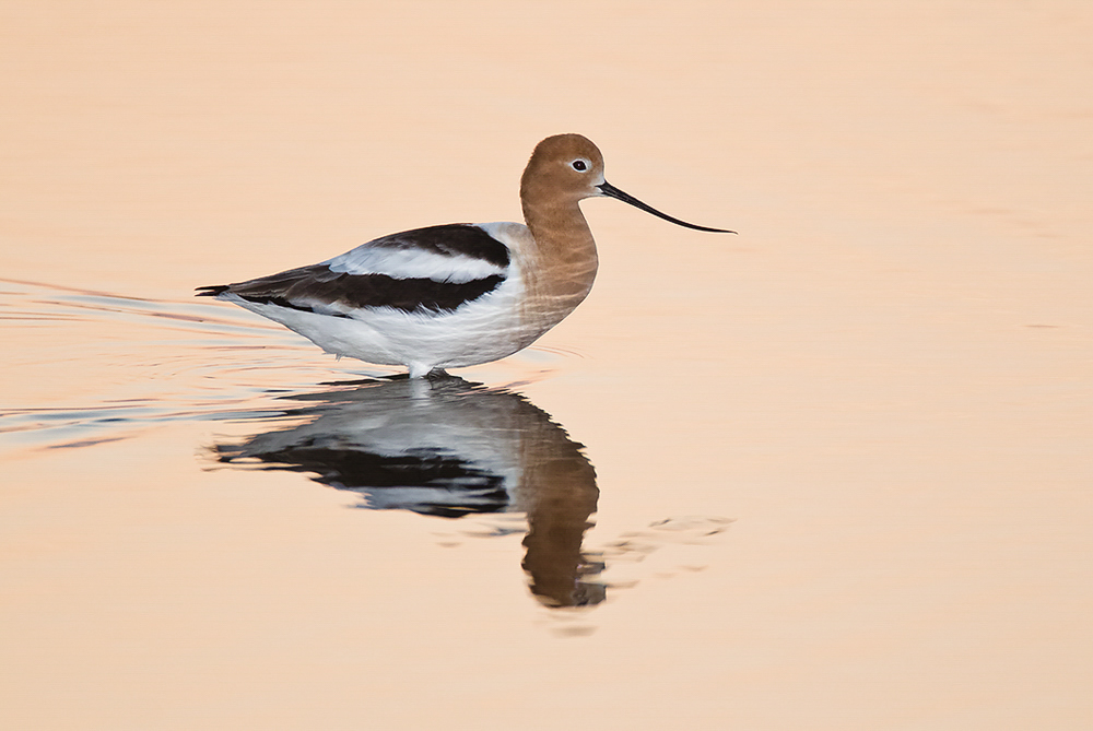 American Avocet wades through calm water, with its reflection beneath.