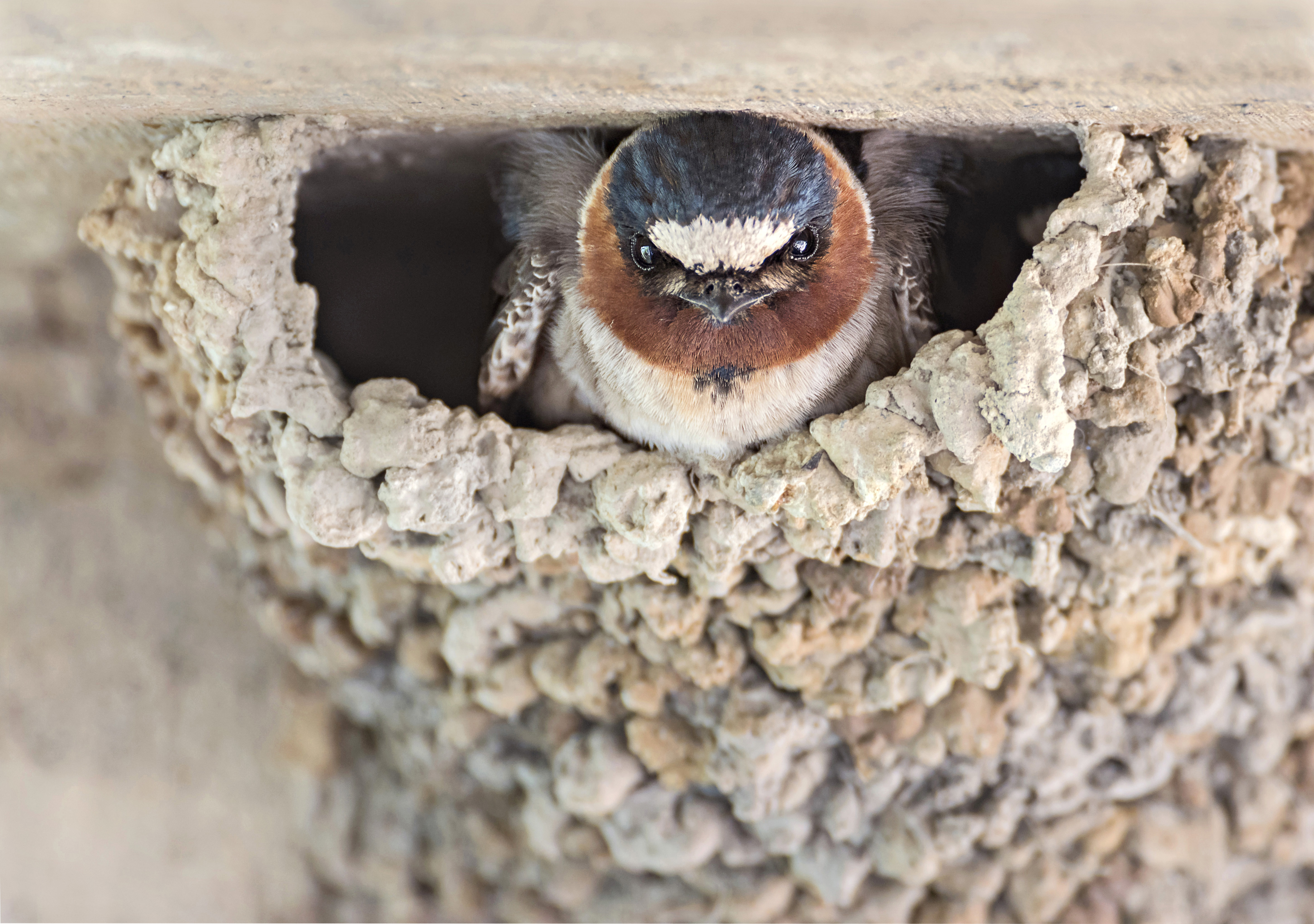 Cliff Swallow