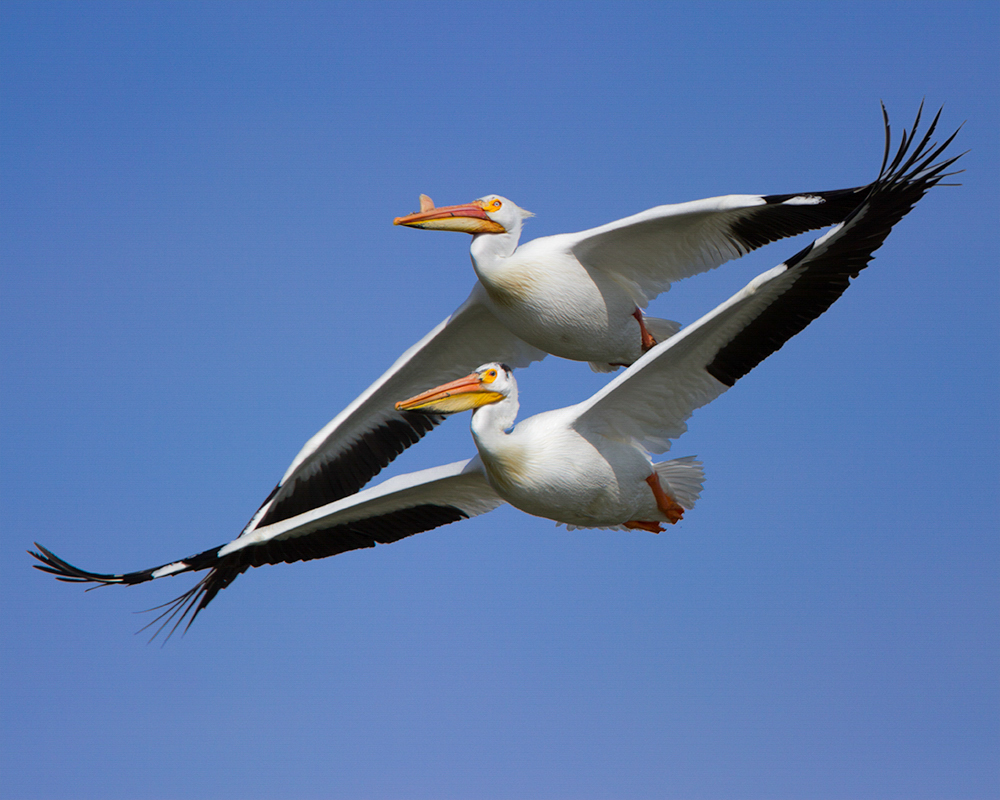 Two American White Pelicans flying in a blue sky.