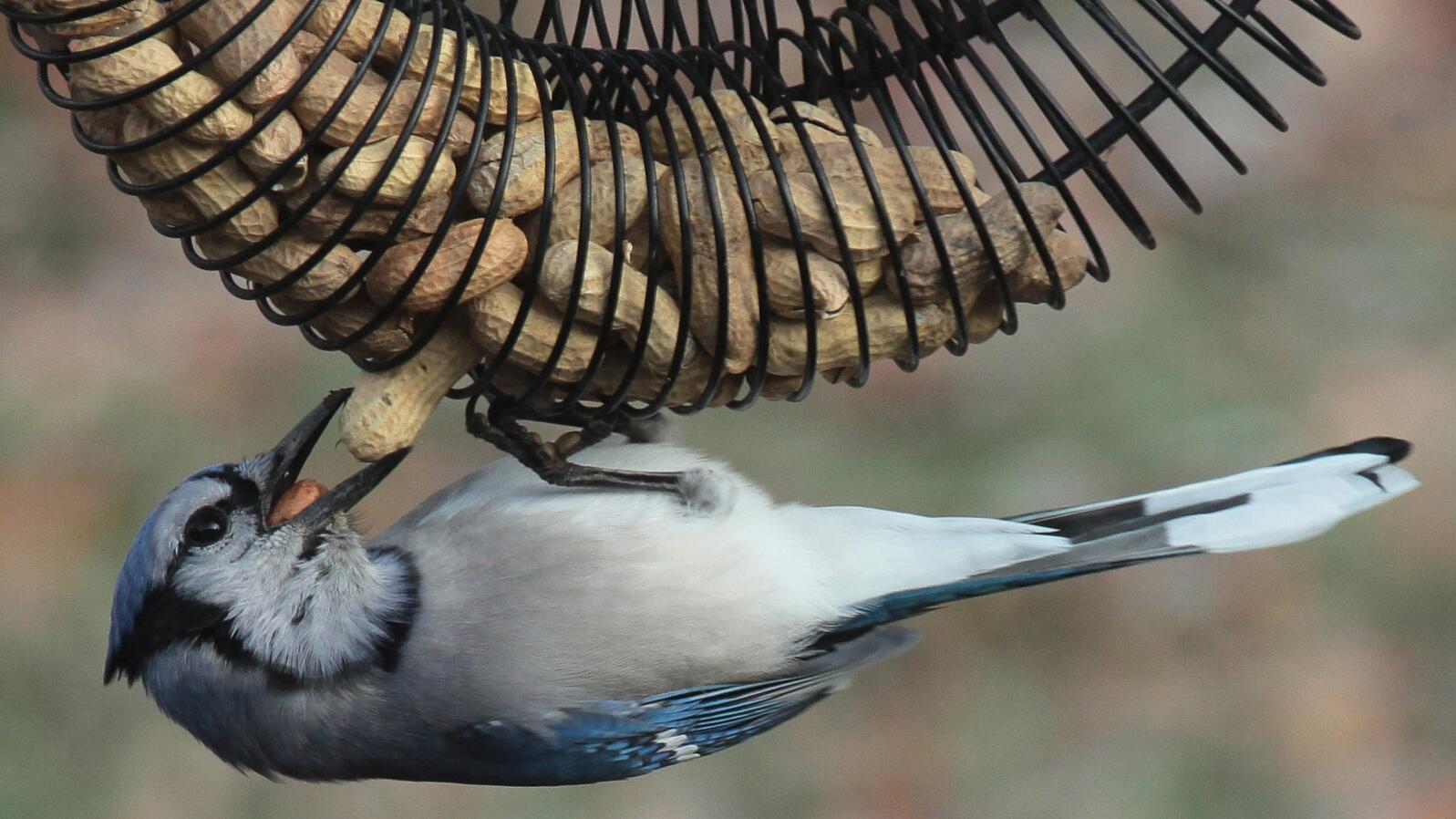 Blue Jay. Photo: William Tyler/Audubon Photography Awards