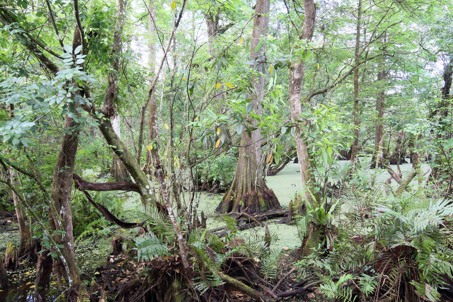 A wetland at Corkscrew Swamp Sanctuary.
